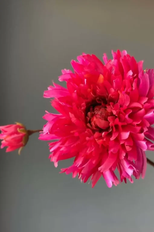 Pip Kunstbloemen Fall Beauty